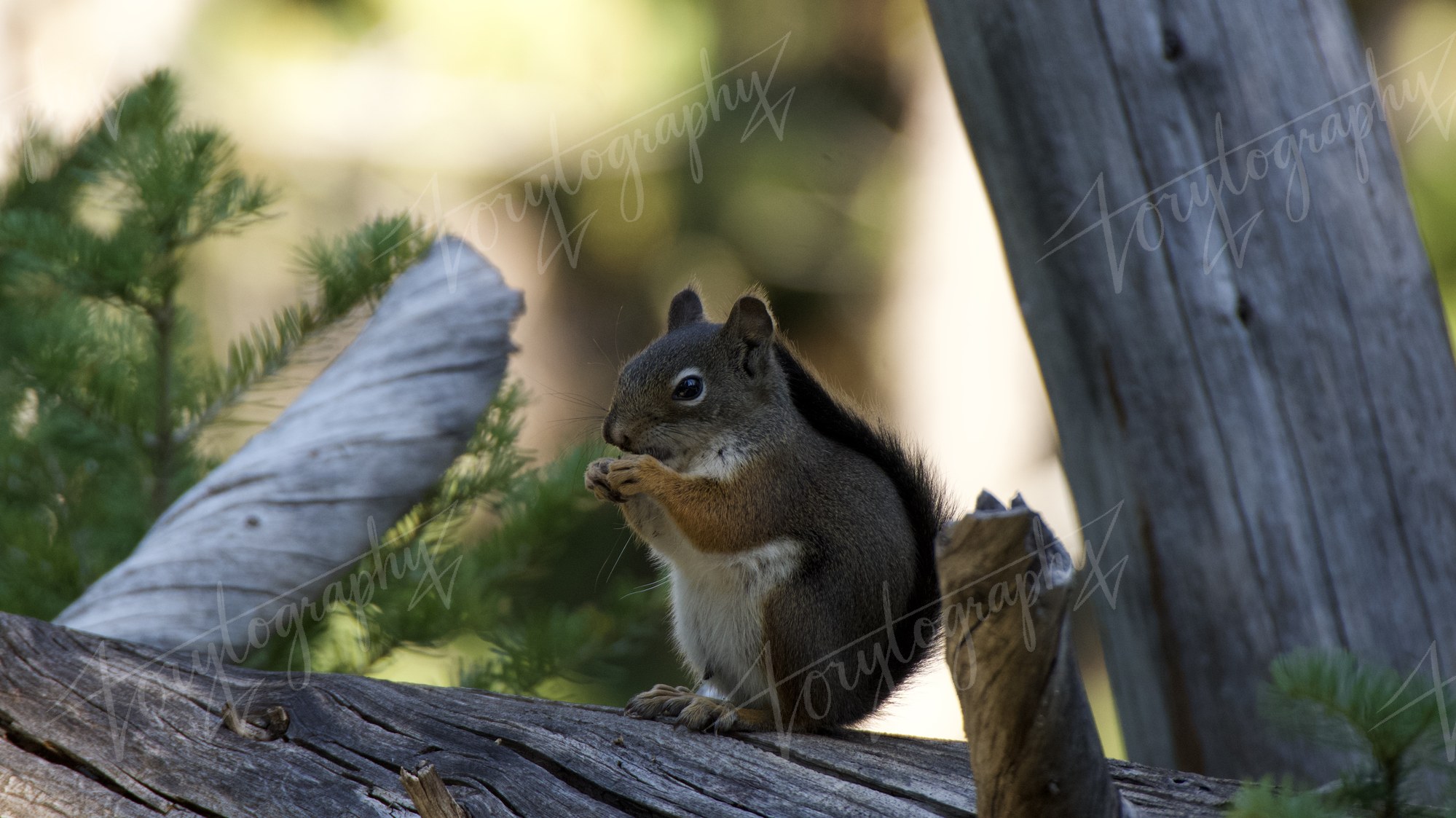 DSC_3532 · Nature