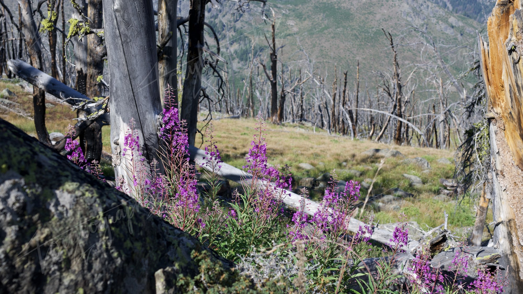 DSC_3738 · Nature