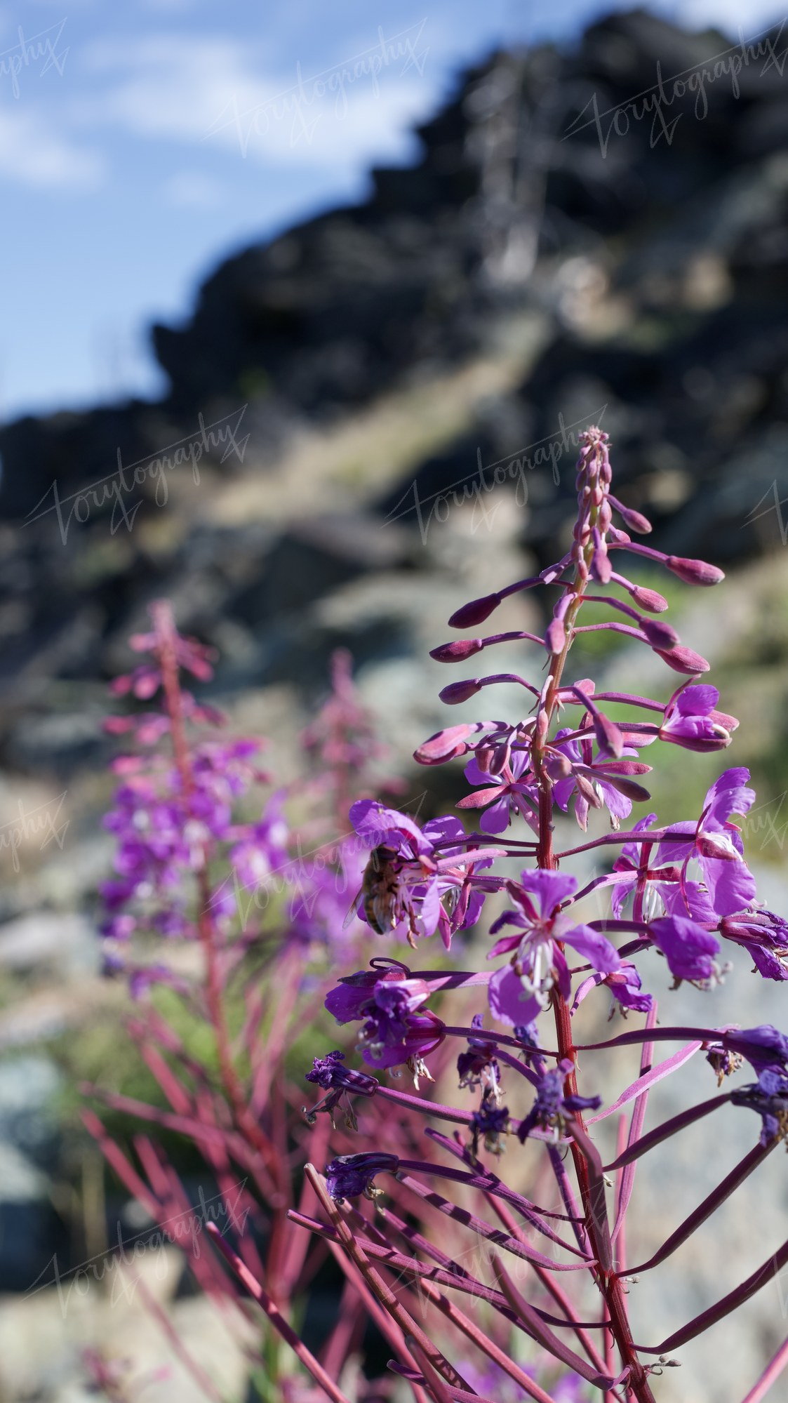 DSC_3742 · Nature