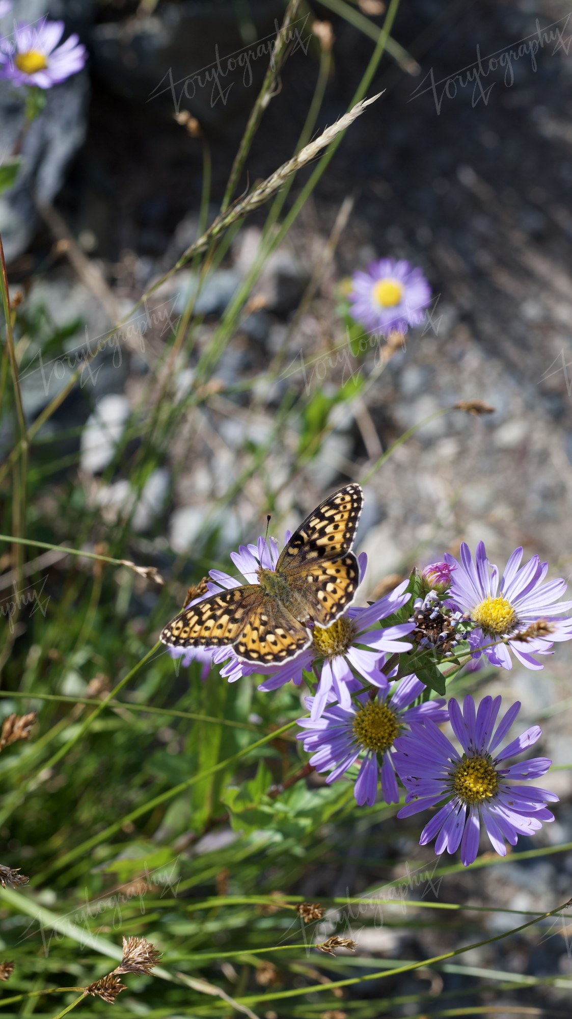 DSC_3763 · Nature