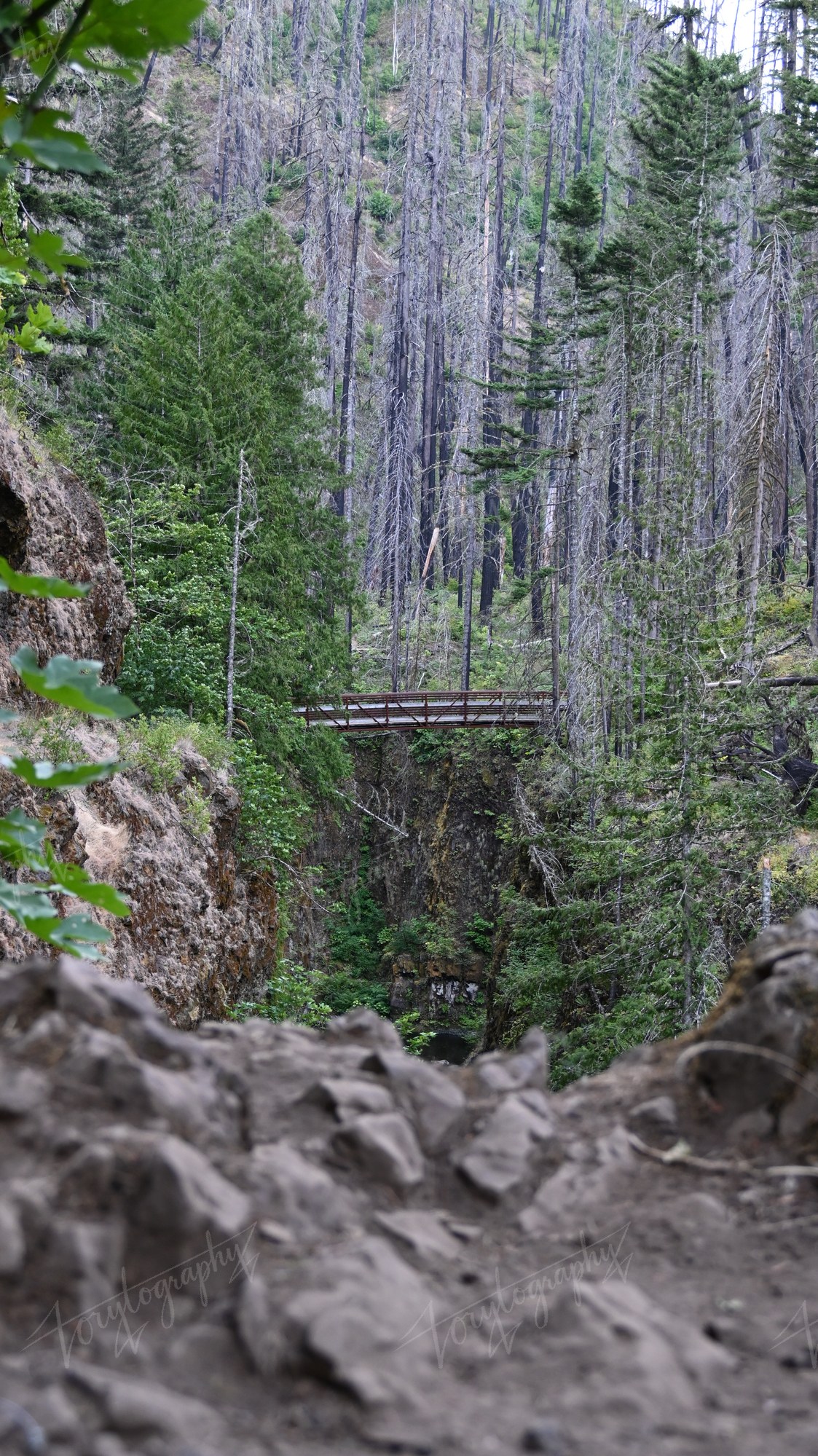Burned Forest Bridge · Nature