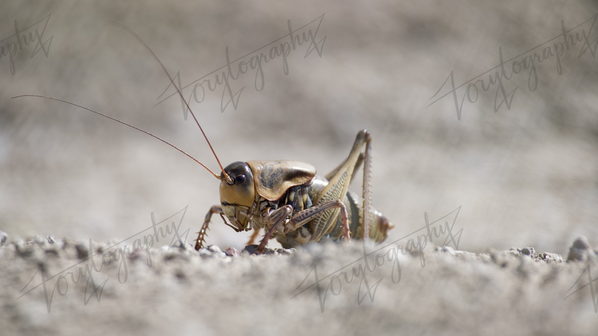 Katydid on the Trail · Nature