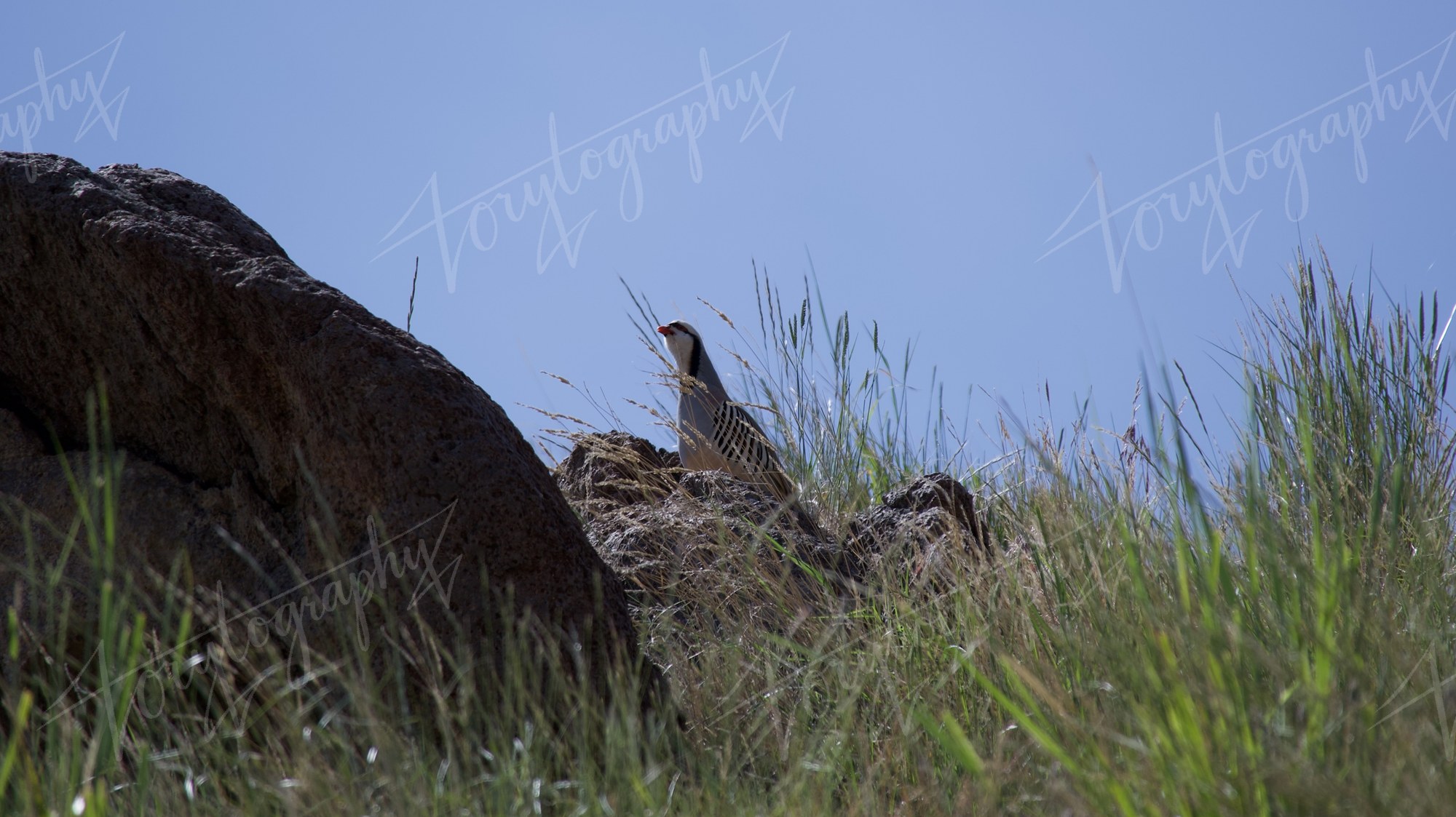 Chukar on the Ridge · Nature