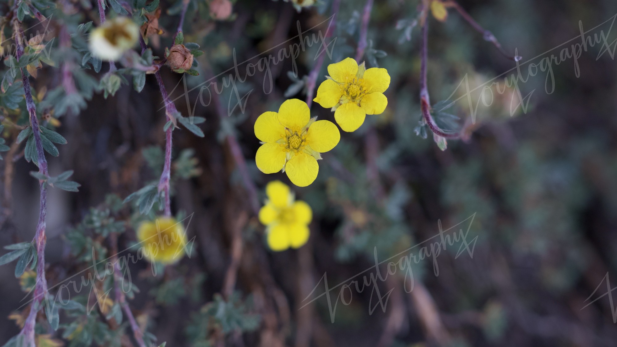 Alpine Wildflowers · Nature