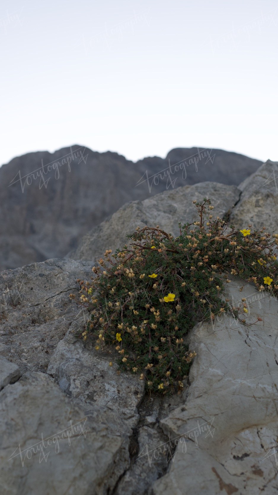 Blooms on the Summit · Nature
