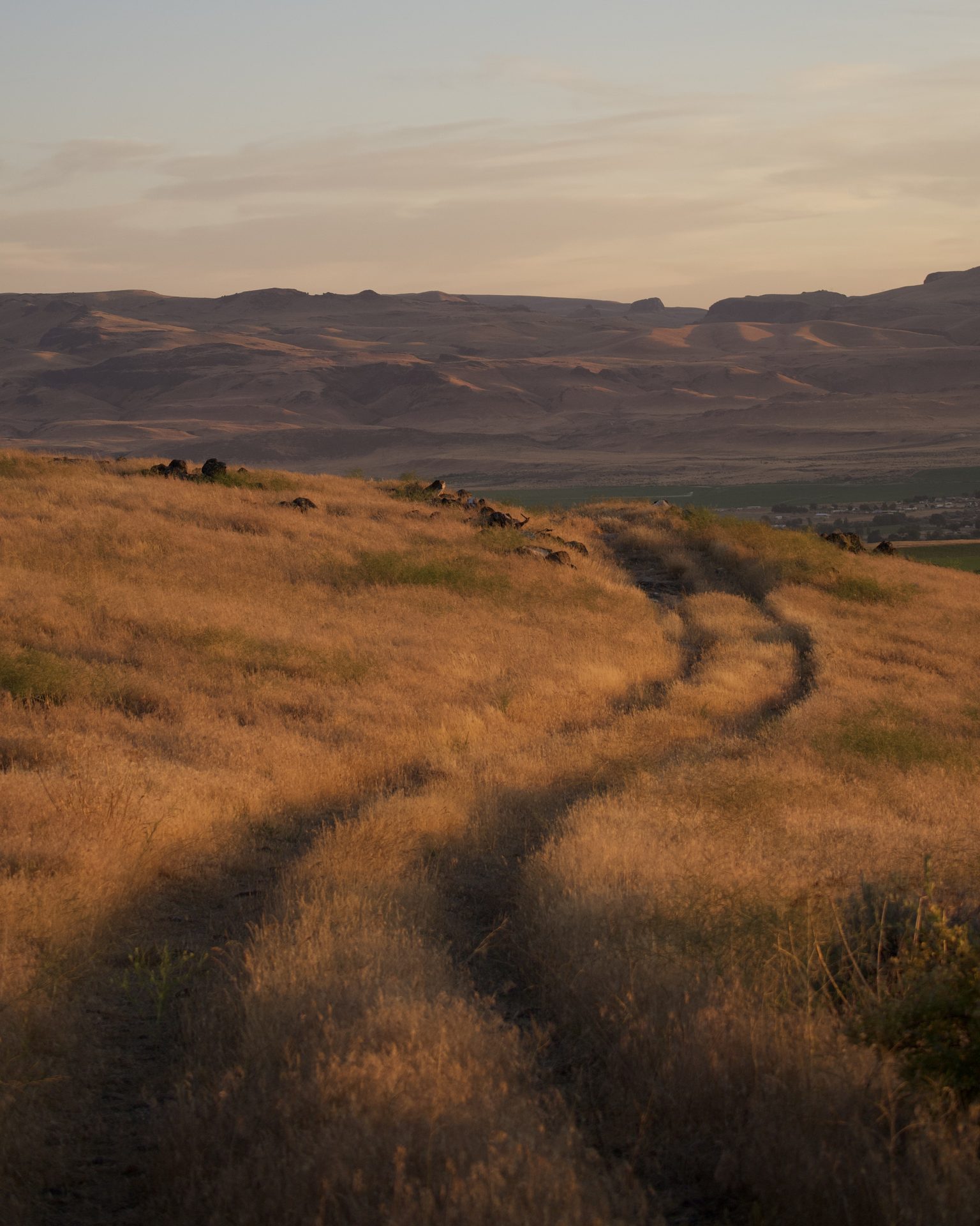 Golden hillside grass
