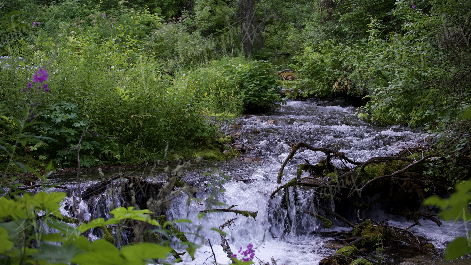 Forest Stream · Nature