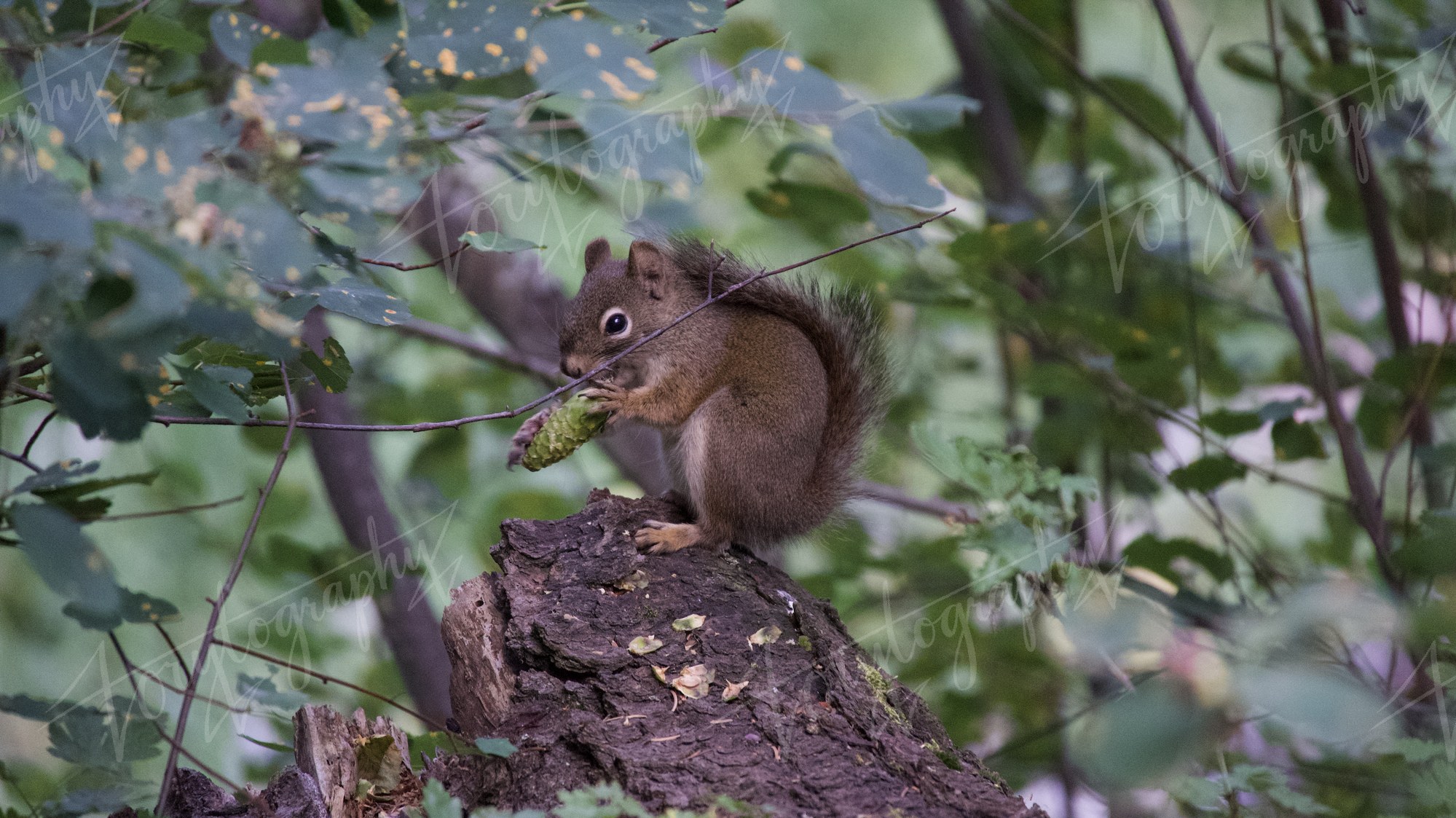 Squirrel with a Pinecone · Nature