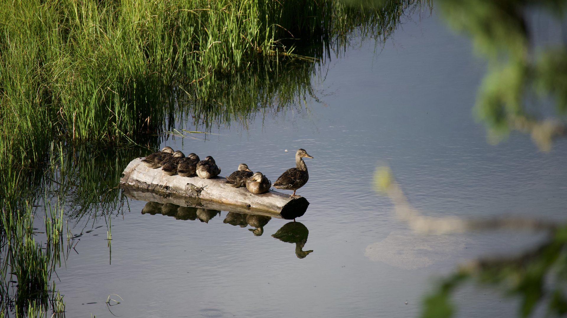 Mallard ducks resting on a log in a marsh