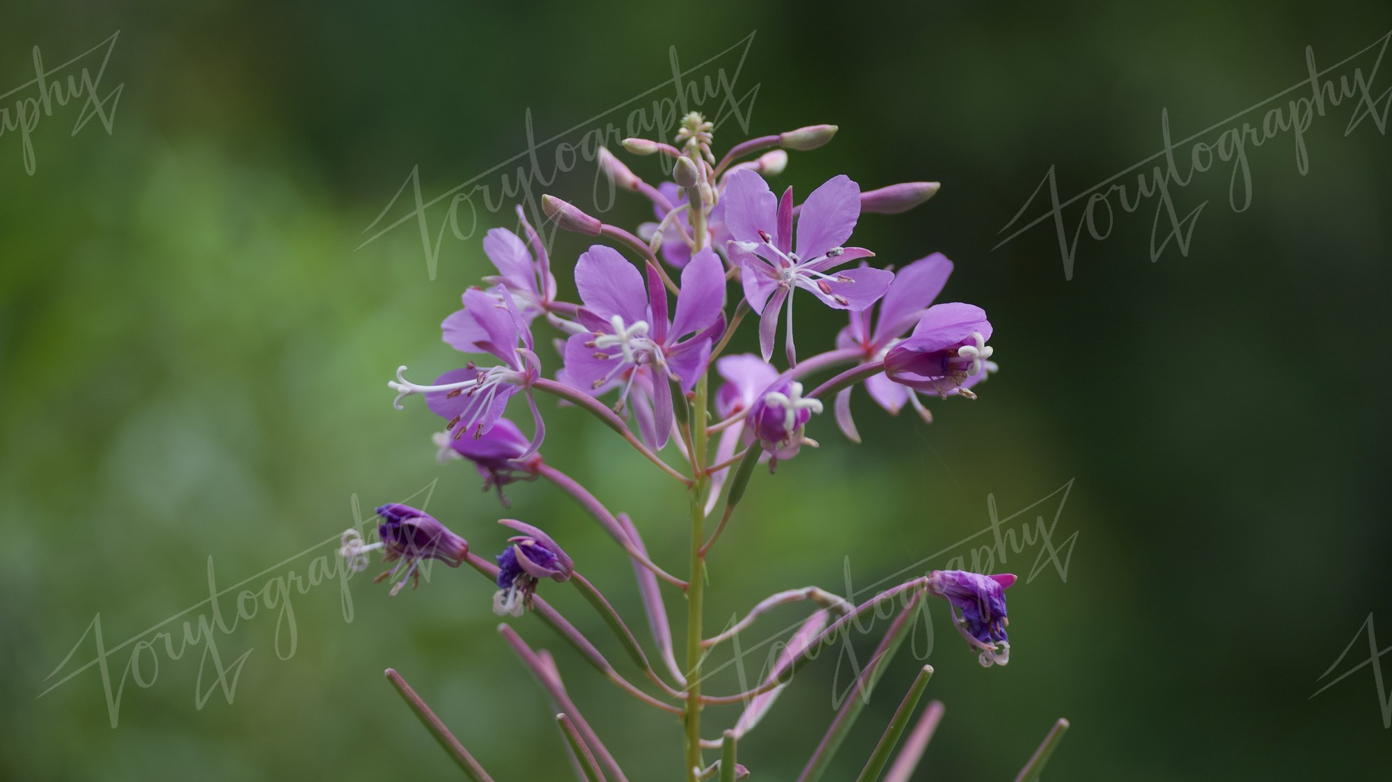 Fireweed in Bloom · Nature
