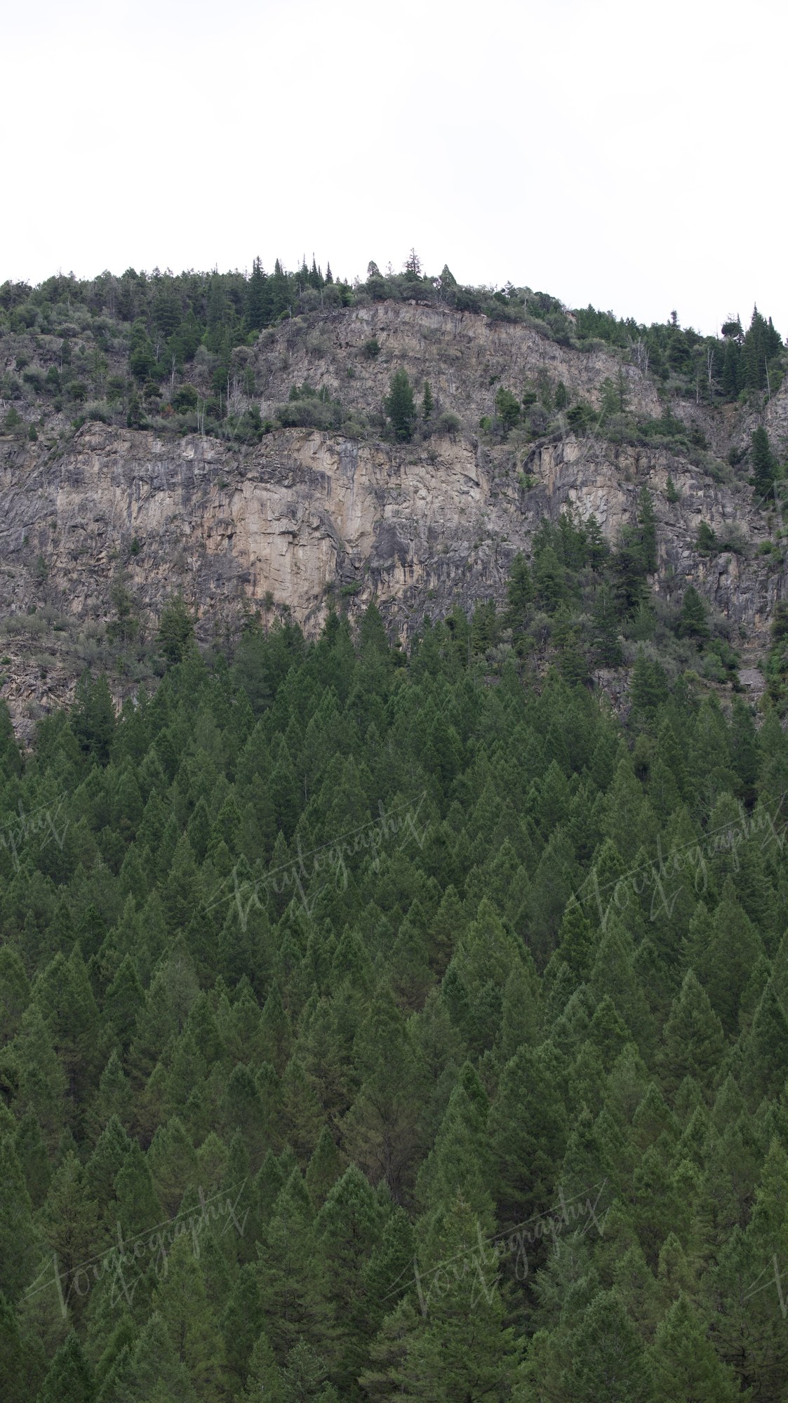 Cliffside Forest · Nature
