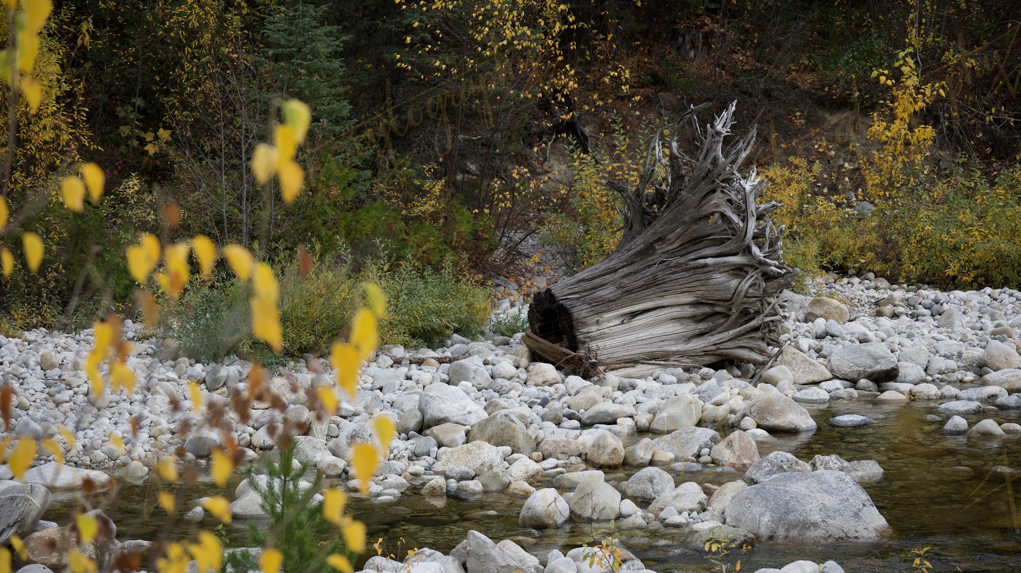 Driftwood on the Riverbank · Nature
